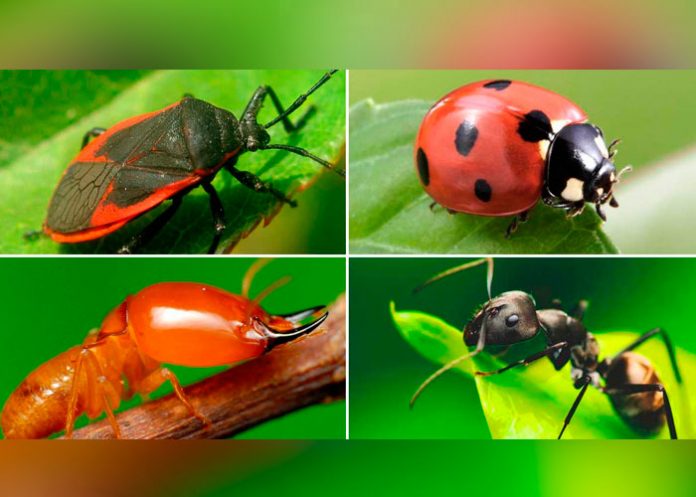 insectos-1 insectos