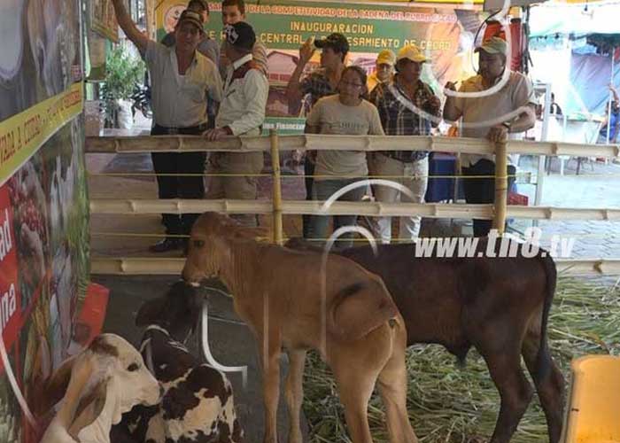 inseminacion-bovina-11 nicaragua