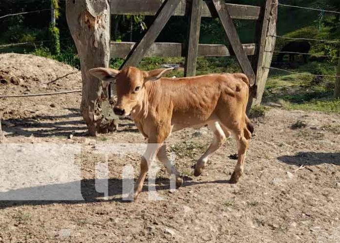 inseminacion-matiguas-3 nicaragua, matiguas, inseminacion, artificial, ganado,