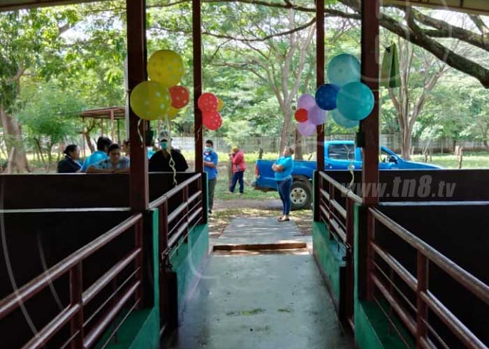 inseminacion-porcina-12 nicaragua