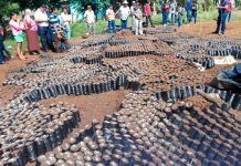 Nueva Guinea: Productores participan en intercambio de experiencia en el cultivo nueva guinea