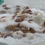 Producción del sector pesquero aumentó un 24% y las exportaciones se elevaron un 11% nicaragua