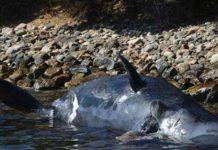 Otra ballena muere con 22 kilos de plástico en su estómago italia