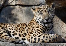 Jaguar echa a perder avance de la ciencia animal brasil