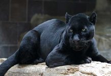 Mujer es atacada por un jaguar cuando intentaba sacarse una selfie estados unidos