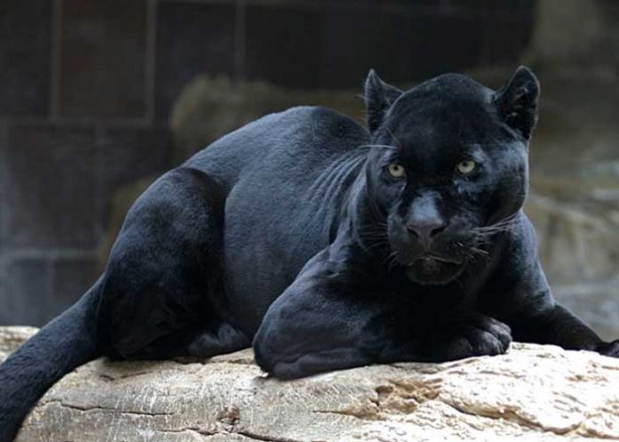 jaguar estados unidos