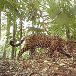Jaguar hembra muere a manos de un macho por «un terrible error» en zoo de EE.UU. estados unidos