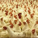 Confirman un brote de gripe aviar altamente patógena en el oeste de Japón japon