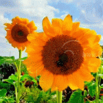 San Rafael del Norte galardonado con certificación de parque ecológico nicaragua