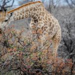 Una jirafa aplasta de gravedad a una mujer y su hijo en Sudáfrica sudafrica