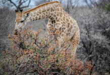 Zoo en NY transmitirá en vivo parto de jirafa sudafrica