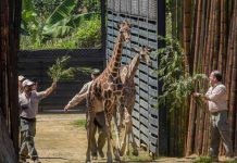 Un rayo mató a dos jirafas en el zoológico de Florida estados unidos