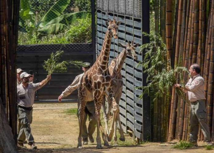 jirafa-2 estados unidos