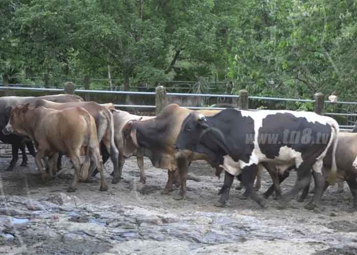 jorge-1_mlLvmIl nicaragua