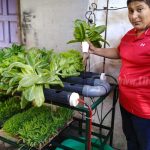 Joven emprendedor cultiva lechugas con sistema hidropónico en Managua nicaragua
