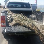 Lagarto «Juancho» le dice adiós al Puerto Salvador Allende nicaragua