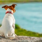 Facebook: Perro con cara de humano causa furor en las redes facebook