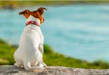 Facebook: Perro con cara de humano causa furor en las redes facebook