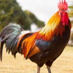 EEUU: Increíble; gallo de pelea mata a un policía estados unidos