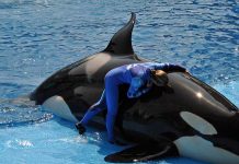 Murió Kayla, una orca del espectáculo exhibida en SeaWorld estados unidos