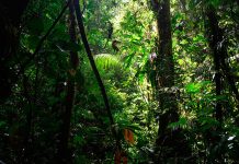 VIDEO: Captan al único sobreviviente de una tribu brasileño indígena video