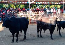 Hebilla de un cinturón causó alerta en estaciones ferroviarias españolas cierre