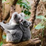 La tala de árboles puede acabar con los koalas en Australia en el 2050 australia
