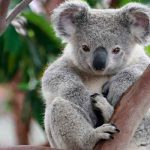 Especialista crea una prótesis a koala que nació sin una patita animales