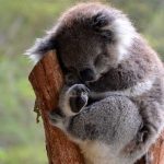 2.000 koalas han muerto durante los incendios forestales en Australia australia