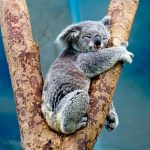 ¿Lo intentarías? Llega el reto australiano «Koala Challenge» koala challenge
