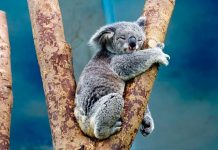koala challenge