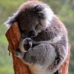 Australia: Los koalas podrían extinguirse para el 2050, según informe australia