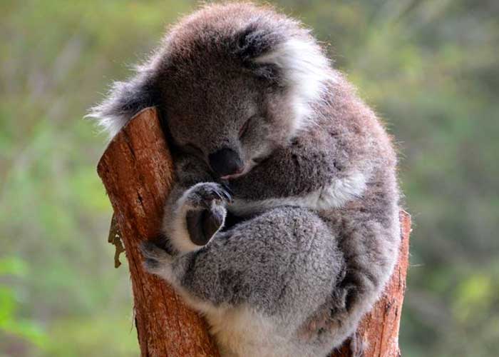 koalas-extincion australia