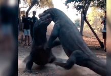 Graban fuerte pelea ‘a muerte ‘ de feroces dragones de komodo graban