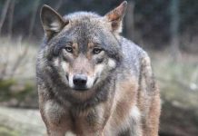 El Gobierno francés autoriza matar hasta 40 lobos ante el aumento de la especie