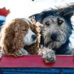 la dama y el vagabundo