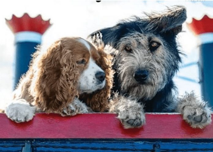 la dama y el vagabundo