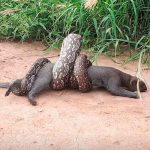 ¡Impactante! Salvan a un puma del agresivo ataque de una boa ( VIDEO) video