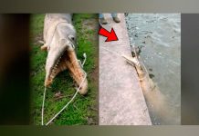Encuentran extraña criatura que tiene cuerpo de cocodrilo y pez