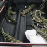 Japonesa es detenida al intentar contrabandear lagartijas en su maleta australia
