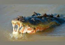 actriz