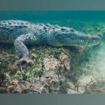 Macabro video de cocodrilo nadando con una pierna en la boca macabro