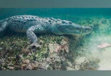 Macabro video de cocodrilo nadando con una pierna en la boca macabro