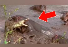 Más de 30 hipopótamos atacan a cocodrilo dentro del lago mas de 30