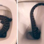 Joven argentino encuentra un lagarto en su inodoro (VIDEO) argentina