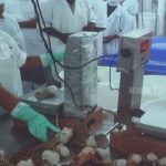 INPESCA: Temporada de langosta inicia con buenas cifras de exportación nicaragua