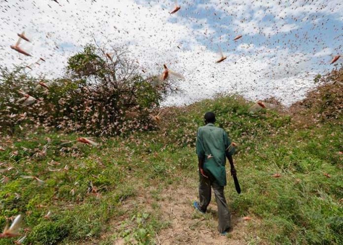 langosta-africa africa