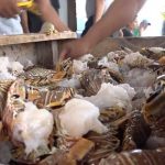Pescadores caribeños de Nicaragua se preparan para captura de langosta nicaragua