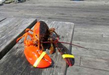 Pescador encuentra extraña langosta de dos colores (FOTOS) estados unidos