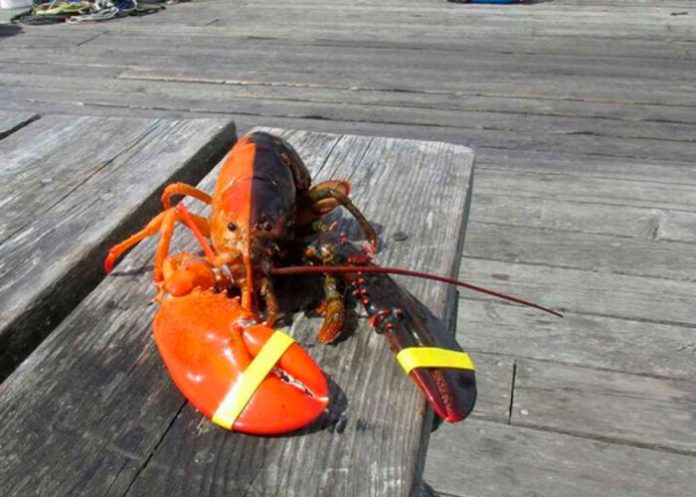 langosta-de-dos-colores estados unidos